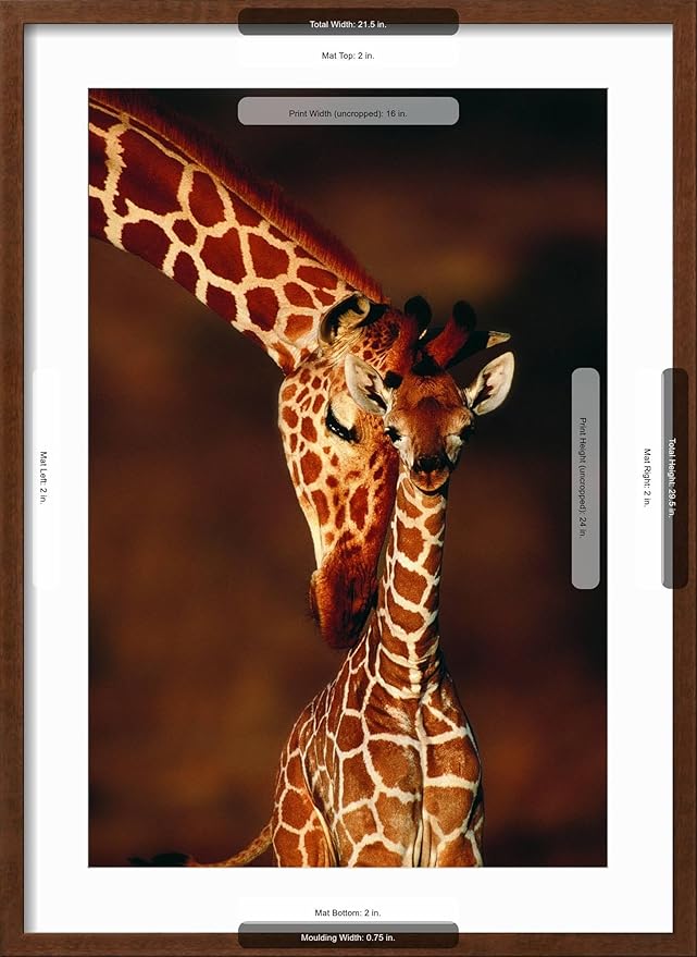 Framed Wall Art Prints Giraffe and Baby by Lantern Press, Animals Decor, 16" x 24", Espresso Frame with White Mat