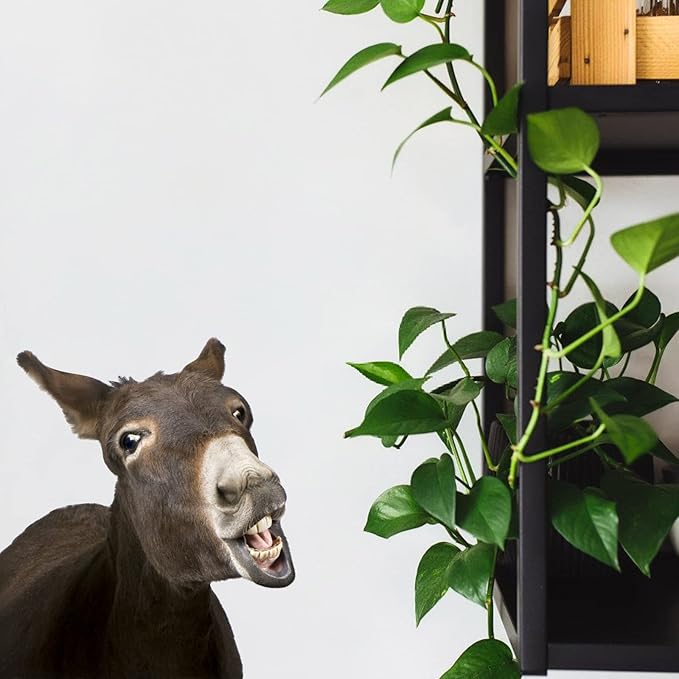 Funny Donkey Wall Art Sticker Realistic Donkey Face Wall Decals Peel and Stick Removable Vinyl Donkey Sticker Gift for Friends Bathroom Kids Bedroom Playroom Art Room Wall Art Decor