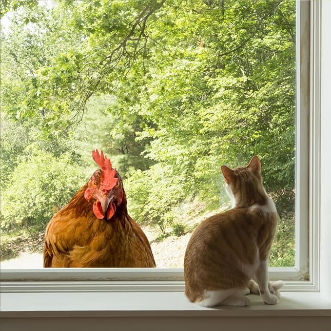 Funny Chicken Wall Decals Vinyl Hen Looking Wall Mural Stickers Peel and Stick Funny Wall Art Decals for Kitchen Bedroom Playroom Game Room Farm Barn Funny Car Sticker