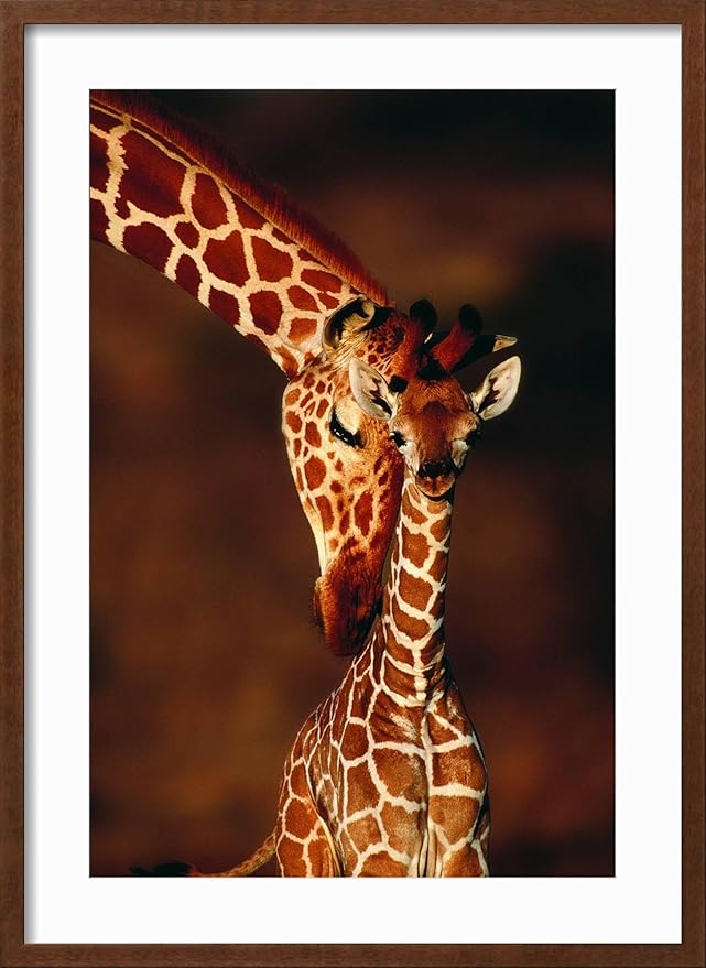 Framed Wall Art Prints Giraffe and Baby by Lantern Press, Animals Decor, 16" x 24", Espresso Frame with White Mat