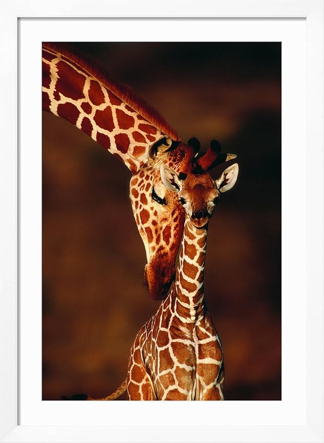 Framed Wall Art Prints Giraffe and Baby by Lantern Press, Animals Decor, 24" x 36", White Frame with White Mat