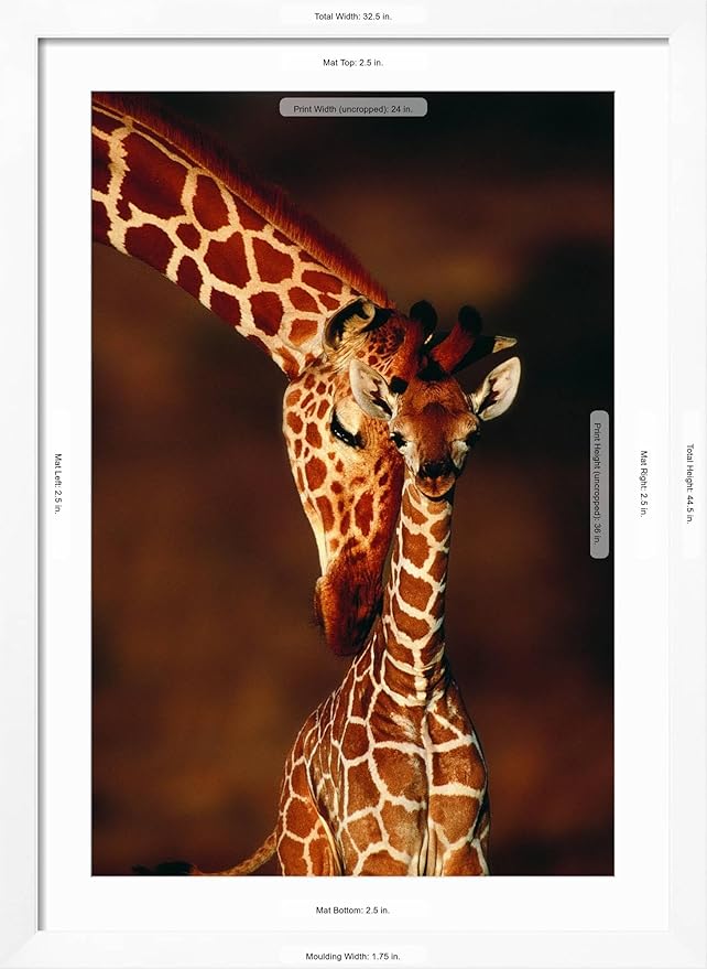 Framed Wall Art Prints Giraffe and Baby by Lantern Press, Animals Decor, 24" x 36", White Frame with White Mat