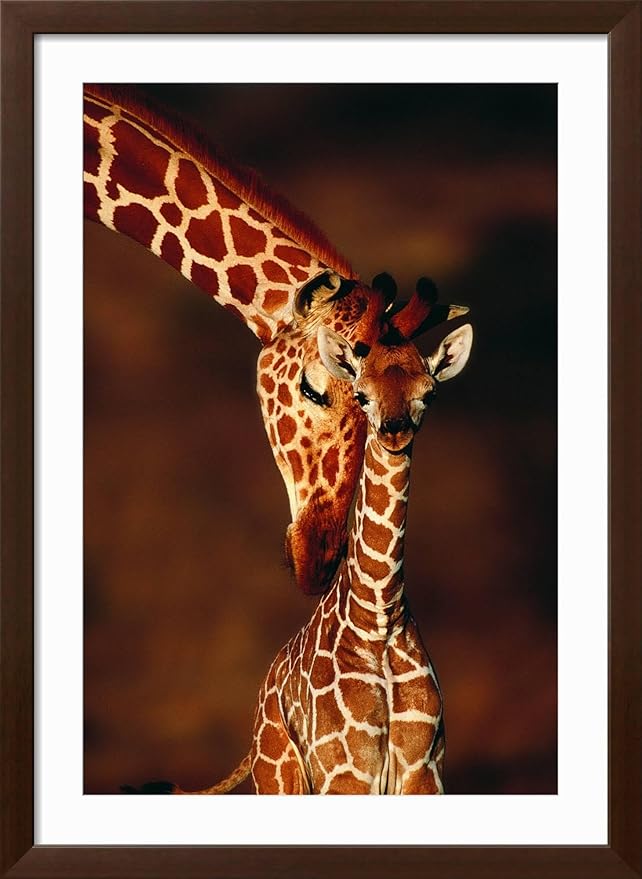 Framed Wall Art Prints Giraffe and Baby by Lantern Press, Animals Decor, 24" x 36", Espresso Frame with White Mat